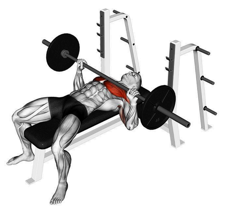 Ilustrácia bench pressu