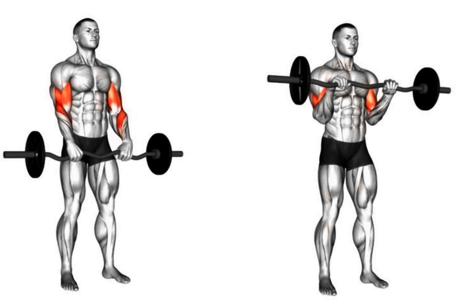 Ilustrácia bicepsového zdvihu s činkou